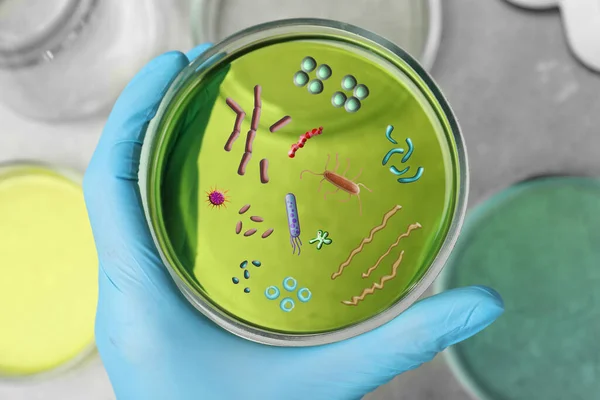 Scientist Holding Petri Dish Green Liquid Sample Microbes Top View — Stock Photo, Image