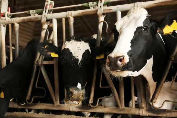 Pretty cows near fence on farm, closeup. Animal husbandry