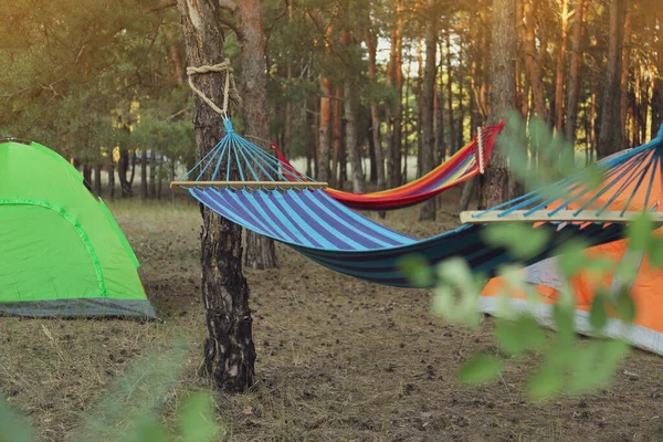 Kleurrijke Tenten Lege Comfortabele Hangmatten Het Bos — Stockfoto