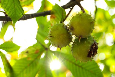 Açık havada ağaçta at kestanesi yetişiyor, yakın plan.