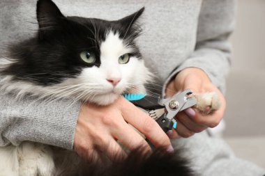 Gri arka planda kırpıcı ile sevimli kedi pençeleri kesen kadın, yakın plan