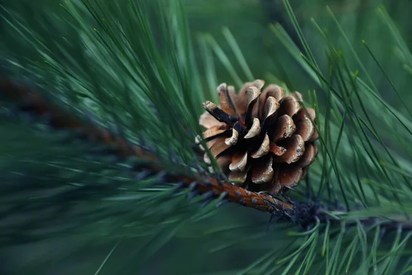 Cone Growing Pine Branch Outdoors Closeup — Stock Photo, Image