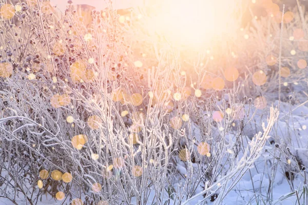 Increíble Mañana Invierno Hermosa Planta Cubierta Nieve — Foto de Stock