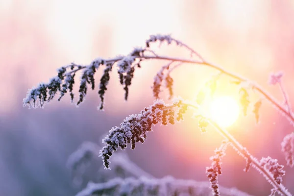 Increíble Mañana Invierno Hermosa Planta Cubierta Nieve Primer Plano — Foto de Stock