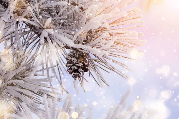 Geweldige Winterochtend Mooie Naaldboom Tak Bedekt Met Sneeuw Close — Stockfoto