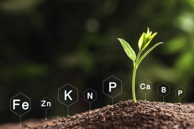 Maden gübresi. Toprakta büyüyen küçük tohum, yakın plan