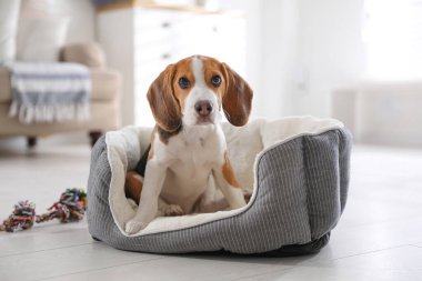 Evde köpek yatağında tatlı bir Beagle yavrusu. Sevimli hayvan.