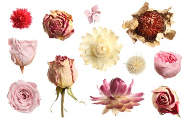 Set with beautiful dry flowers on white background  clipart