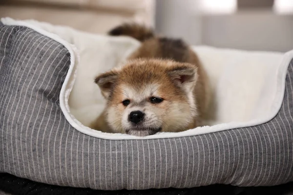 Köpek Yatağındaki Sevimli Akita Inu Yavrusu — Stok fotoğraf