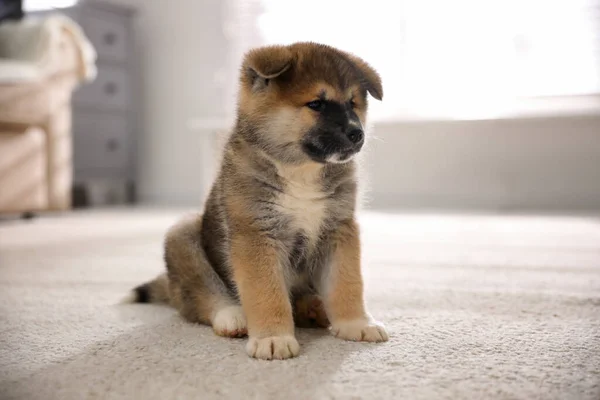 Adorabile Cucciolo Akita Inu Sul Tappeto Casa — Foto Stock