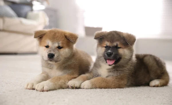 Imádnivaló Akita Inu Kölykök Szőnyegen Otthon — Stock Fotó