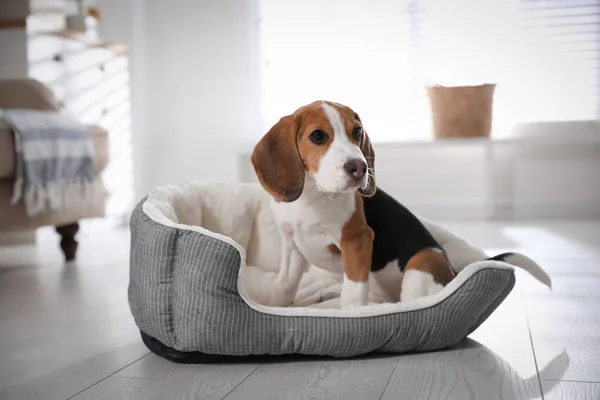 Evde Köpek Yatağında Tatlı Bir Beagle Yavrusu Sevimli Hayvan — Stok fotoğraf