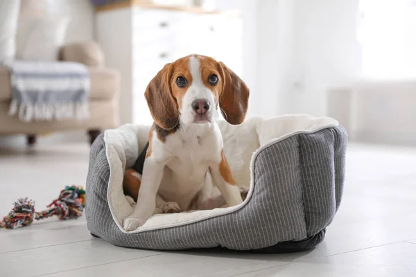 Cute Szczeniak Beagle Łóżku Psa Domu Uroczy Zwierzak — Zdjęcie stockowe