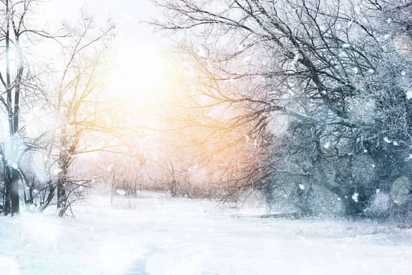 Beautiful Forest Covered Snow Sunny Day — Stock Photo, Image