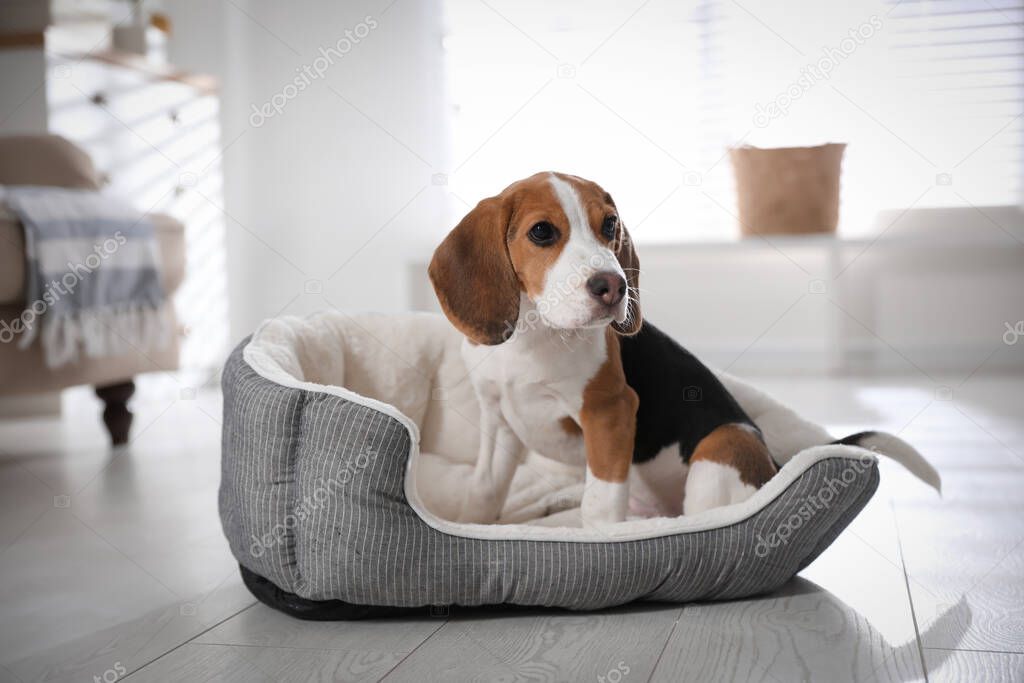 Cute Beagle puppy in dog bed at home. Adorable pet