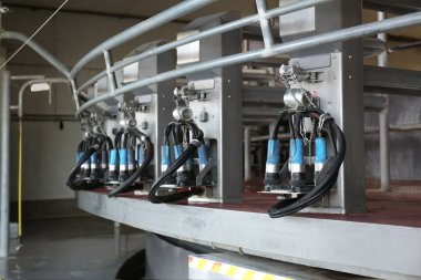 Otomatik sağma sistemleri salonda. Modern mandıra