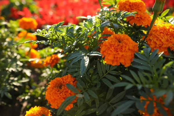 Όμορφη Θέα Της Marigold Λουλούδια Εξωτερικούς Χώρους Την Ηλιόλουστη Μέρα — Φωτογραφία Αρχείου