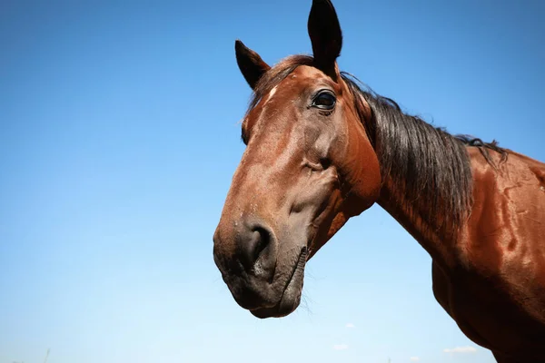 晴れた日には栗の馬の屋外で クローズアップ 美しいペット — ストック写真