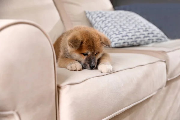 Adorable Cachorro Akita Inu Sofá Beige — Foto de Stock