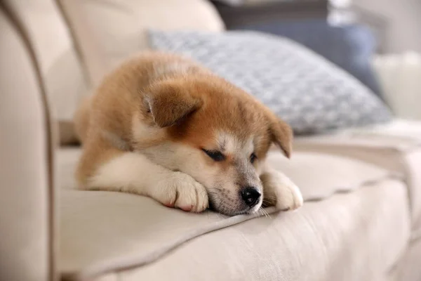 Imádnivaló Akita Inu Kiskutya Bézs Kanapén — Stock Fotó