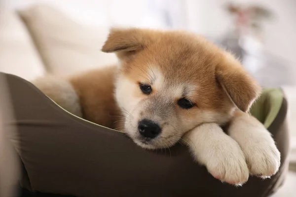 Schattige Akita Inu Pup Hondenbed Binnen — Stockfoto