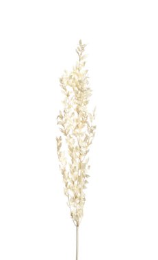 Beyaz arka planda kurumuş güzel çiçekler..