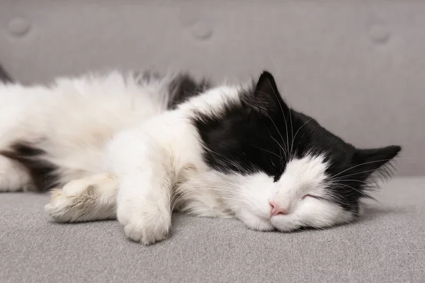 Roztomilé Černošky Bílé Kočky Spí Pohovce — Stock fotografie