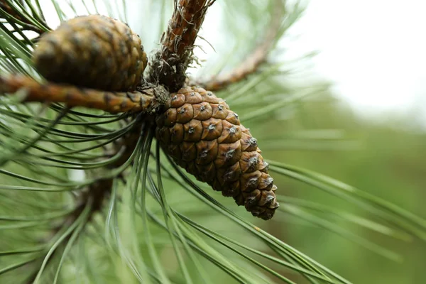 Cones Growing Pine Branch Outdoors Closeup — Stock Photo, Image