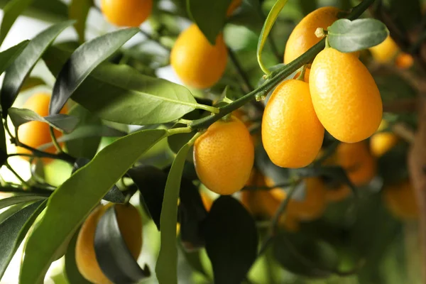 Kumquat Träd Med Mognande Frukt Utomhus Närbild — Stockfoto