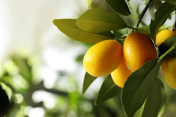 Kumquat Träd Med Mognande Frukt Utomhus Närbild Plats För Text — Stockfoto