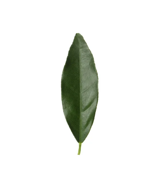 Folha Verde Árvore Kumquat Fundo Branco — Fotografia de Stock