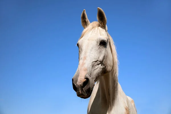 Cavalo Cinzento Livre Dia Ensolarado Close Belo Animal Estimação — Fotografia de Stock