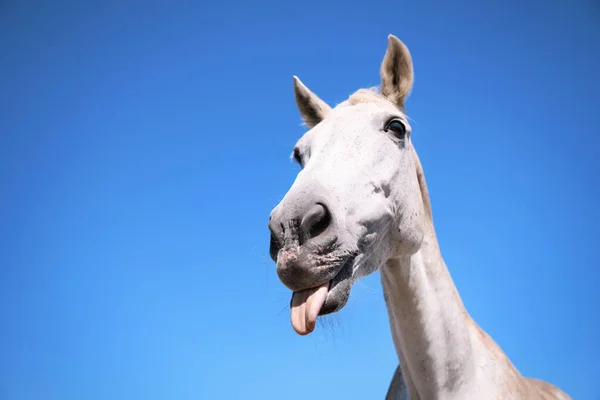 晴れた日には灰色の馬の屋外で クローズアップ 美しいペット — ストック写真