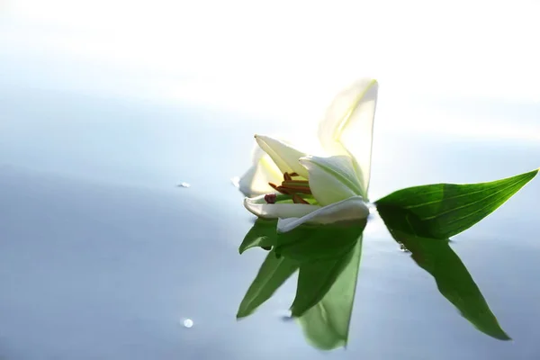 Schöne Blühende Lilienblüte Auf Der Wasseroberfläche Heilkraft Der Natur — Stockfoto