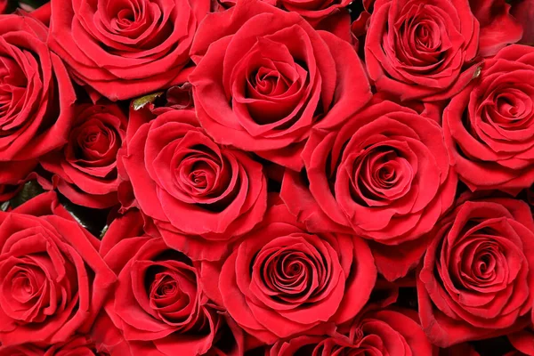 Luxury Bouquet Fresh Red Roses Background Closeup — Stock Photo, Image