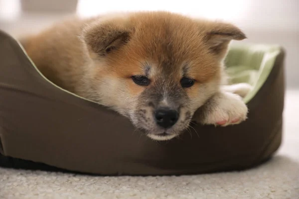 Schattige Akita Inu Puppy Hondenbed Binnen Close — Stockfoto