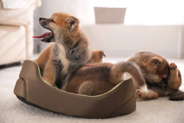 Schattige Akita Inu Pups Hondenmand Binnen — Stockfoto