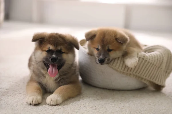 Entzückende Akita Inu Welpen Auf Teppich Drinnen — Stockfoto