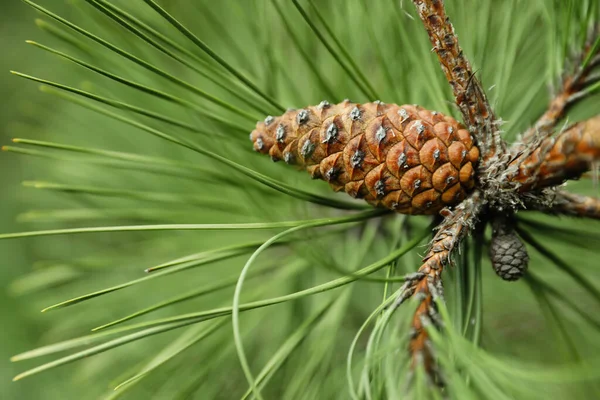 Cone growing on pine branch outdoors, closeup