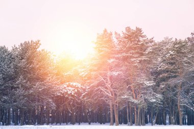 İnanılmaz bir kış sabahı. Karla kaplı güzel orman