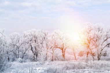 İnanılmaz bir kış sabahı. Karla kaplı güzel orman