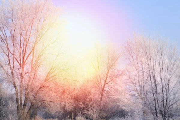 Incrível Manhã Inverno Bela Floresta Coberta Neve — Fotografia de Stock