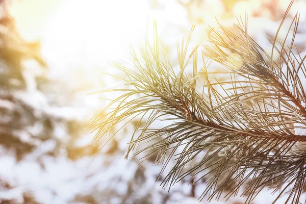 Hermosa Rama Árbol Coníferas Cubierta Nieve Día Soleado Primer Plano — Foto de Stock