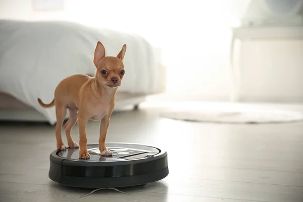 Aspiradora Robótica Moderna Perro Chihuahua Piso Dormitorio — Foto de Stock