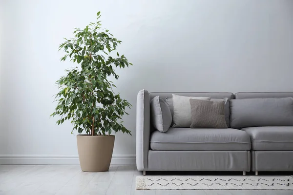 Grey Sofa Pillows Beautiful Houseplant Stylish Living Room Interior — Stock Photo, Image