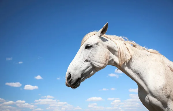 Cavalo Cinzento Livre Dia Ensolarado Close Belo Animal Estimação — Fotografia de Stock