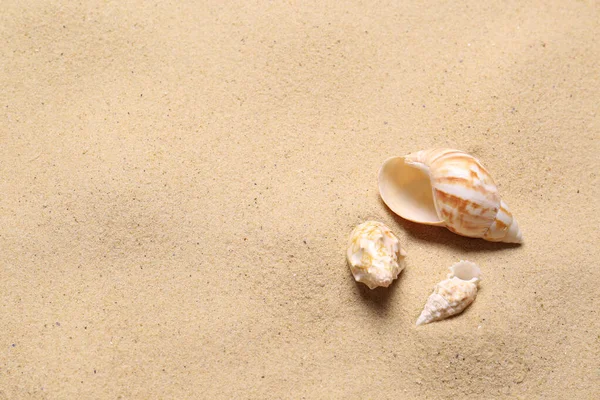 Beautiful Seashells Beach Sand Space Text Summer Vacation — Stock Photo, Image