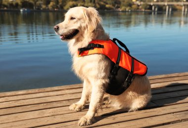 Nehir kıyısındaki tahta güvertede can kurtaran yeleği giymiş bir köpek.