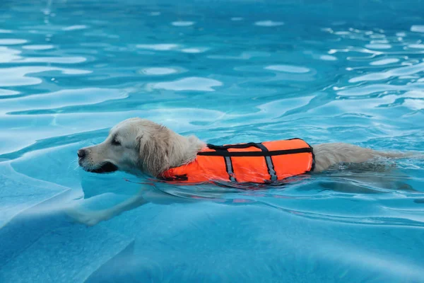 警犬救援队穿着救生衣在户外游泳池游泳 — 图库照片