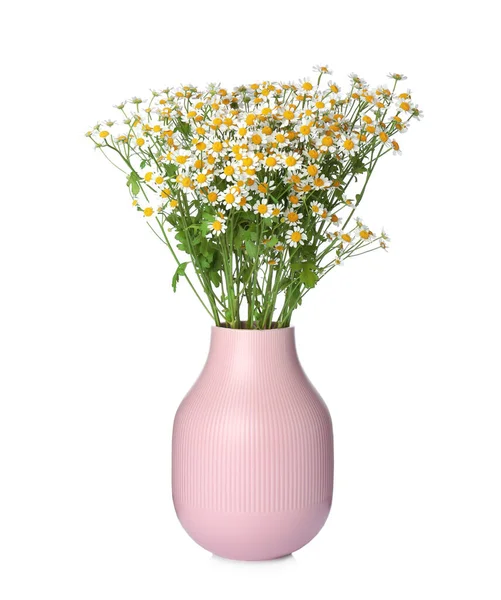 Pink Vase Beautiful Chamomile Flowers Isolated White — Stock Photo, Image